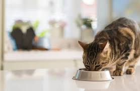 But other factors can cause bladder stones in any breed. Diet For Cats With Bladder Stones Checkup