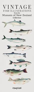 High Definition Vintage Fish And Landscape Illustration Collection In 2020 Nature Drawing Fish Illustration Vintage Fishing