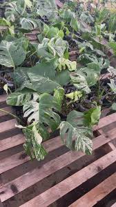 Image result for Selago albomarginata