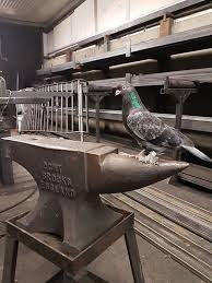 Birds Of The Same Feather Flock Together Essay Old Boy Pigeon Tumbler Pigeons Birds