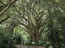 Image result for Ficus oreodryadum