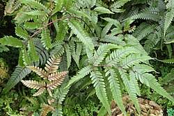 Image result for Pteris auquieri