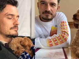 Great sites have facebook lost and found pets are listed here. Orlando Bloom Got A Tattoo For His Late Dog Tattoo Ideas Artists And Models