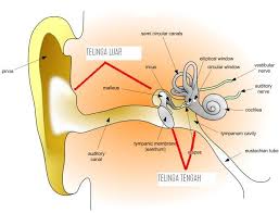 Terdapat cara saintifik untuk menghilangkan sakit kepala, yang dipanggil acupressure. Earnosethroat Head Neckmedicine Apabila Telinga Berair