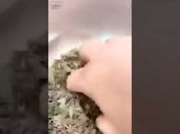 صبغ الشعر باللون الأسود عن طريق نبات الوسمة Youtube