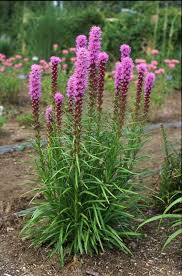 Liatris Dotted Blazing Star By Green Dean Plains Tribes Used The Dotted Blazing Star To Make A Tea That Was Used Flowers Perennials Perennial Plants Liatris
