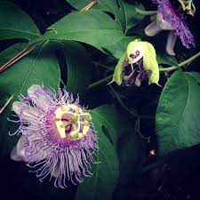 Passiflora Passion Flower Growing Wild At Florida Sugar Mill Ruins Florida Flowers Growing Flowers Flowers