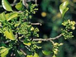 Image result for Canthium