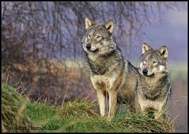 Image Result For Wild Wolves Wild Wolf Wolf Pictures Wolf Photos
