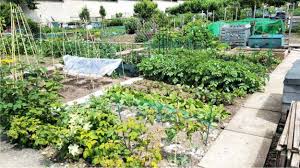 A malincuore schweren herzens, notgedrungen. Orto Inglese A Fine Giugno Bolting Successi E Insuccessi