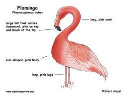 Flamingo Flamingo Pink Body Animals