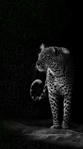 Jaguar Wallpaper Wild Animal Wallpaper Lion Wallpaper Iphone Jaguar Wallpaper