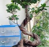 My 1st effort to make wind swept style Bonsai Plant ID ...