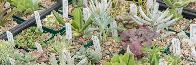 I tried to find turface but hoped the chicken grit would work instead. Why We Love Rita And Her Amazing Plants Mulhall S