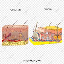 young skin and skin structure older comparative analysis