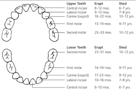 How to pull a tooth out adults at home. How To Pull A Tooth At Home With Help Quora
