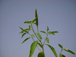 Image result for Sphenoclea zeylanica