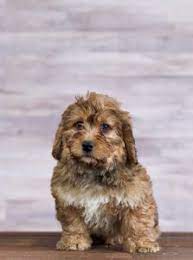 Check spelling or type a new query. Bernedoodle Breeders In Indiana Top 5 Picks 2021 We Love Doodles