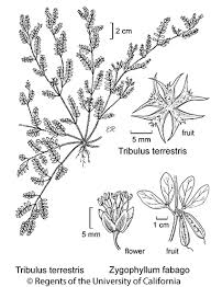 Image result for Tribulus terrestris