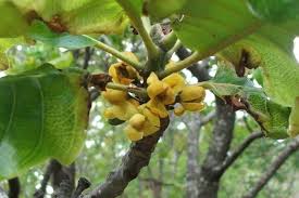 Image result for Uapaca guineensis