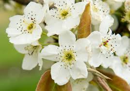 Pollen and air quality forecast for salt lake city, ut with air quality index, pollutants, pollen count and pollution map from weather underground. Want To Attract Bees Plant Flowers Avoid Pesticides Experts Say The Salt Lake Tribune
