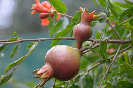 We have found by cincturing in summer, the august crop has a much larger crop and better fruit size. Fruit Trees