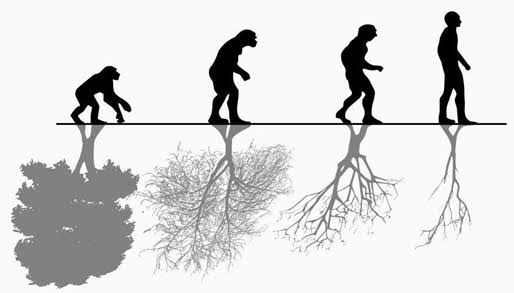Image result for biologia evoluÃ§Ã£o