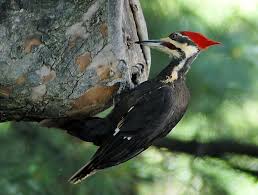 An insectivore, it inhabits deciduous forests in eastern north america, the great lakes. Woodpecker Wikipedia