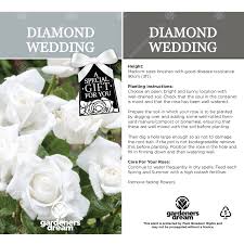 Traditionally, 60th wedding anniversary ideas are diamond bracelets, rings or pendants for the wife and watches or cufflinks for the husband. Diamond Wedding Rose 60th Anniversary Rose Bush White Roses