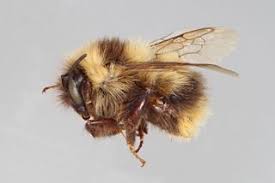 Image result for Bombus polaris