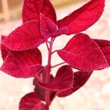 Bercinta dengan teman yang hamil. Jual Produk Daun Miana Termurah Dan Terlengkap Agustus 2021 Bukalapak