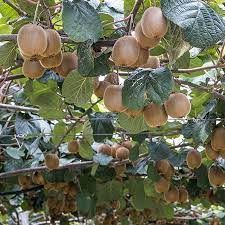 Like other types of fruit, fruits on the stone fruit list are an excellent source of vitamins. Fuzzy Kiwi Fast Growing Plants Fast Growing Trees Types Of Mulch