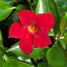 Rio Deep Red Dipladenia Annual Plants Plants Dream Garden Flowers