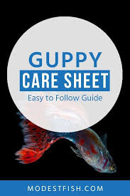 Guppy Care Sheet Your Definitive Guide On Housing Feeding Breeding Guppy Fish Guppy Fish Care