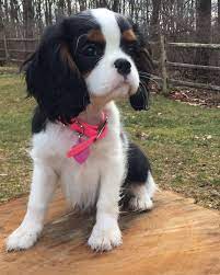 Cavalier King Charles Spaniel Graceful And Affectionate King Charles Cavalier Spaniel Puppy Cavalier King Charles Spaniel Tricolor King Charles Dog