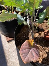 Check spelling or type a new query. Purple Sprouting Broccoli Older Leaves Turning Purple Is This Normal Nutrient Deficiency Help I Ve Never Grown Broccoli Before Dining And Cooking