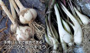 手間いらずで栽培できる ニンニクとラッキョウ タキイネット通販
