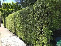 Several shrubs and small trees make for ideal hedges in these circumstances. Small Garden 11 Best Hedges For Screening And Privacy