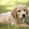 We are dedicated to breeding the best english and american labrador retriever puppies.our puppies. 1