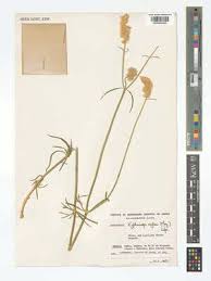 Image result for Kyphocarpa angustifolia