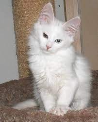 18 Best Real Kitty Turkish Angora Love Ideas Turkish Angora Angora Kitty