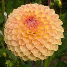 Pin On Farmers Market Flowers