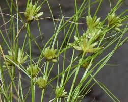 Image result for Fimbristylis aphylla