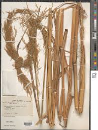 Image result for Loudetia phragmitoides