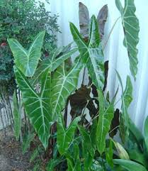 Alocasia Plant Longiloba Elephant Ear Live Plant Alocasia Plant Longiloba Elephant Ear Live Plant 8 99