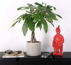 Growing a cactus can be hard, as catci are fickle plants. Top Plants For College Students Costa Farms