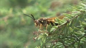 Cicada killer wasps are large, solitary wasps in the family crabronidae. The Wisconsin Gardener Cicada Killer Giant Wasps Season 20 Episode 4 Pbs