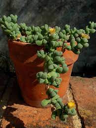 Corpuscularia Lehmannii Ice Plant World Of Succulents Flowering Succulents Plants Ice Plant