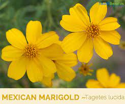 Mexican Marigold Facts And Health Benefits Marigold Edible Plants Mexican Flowers