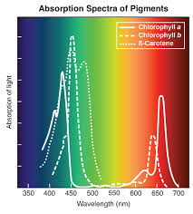 Plant cell during photosynthesis color. Wavelengths Of Light And Photosynthetic Pigments Article Khan Academy